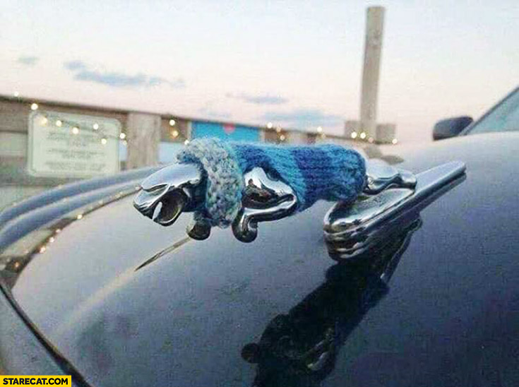 jaguar-car-logo-dressed-in-a-warm-sweater.jpg